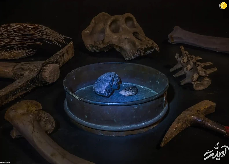 تصاویر تحسین شده مسابقه عکاسی حیات وحش ۲۰۲۲